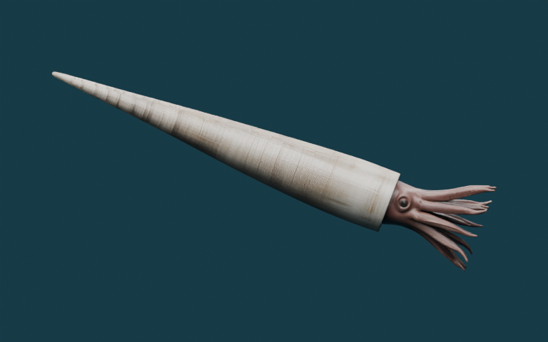 Preview of the reconstructed Cameroceras model.