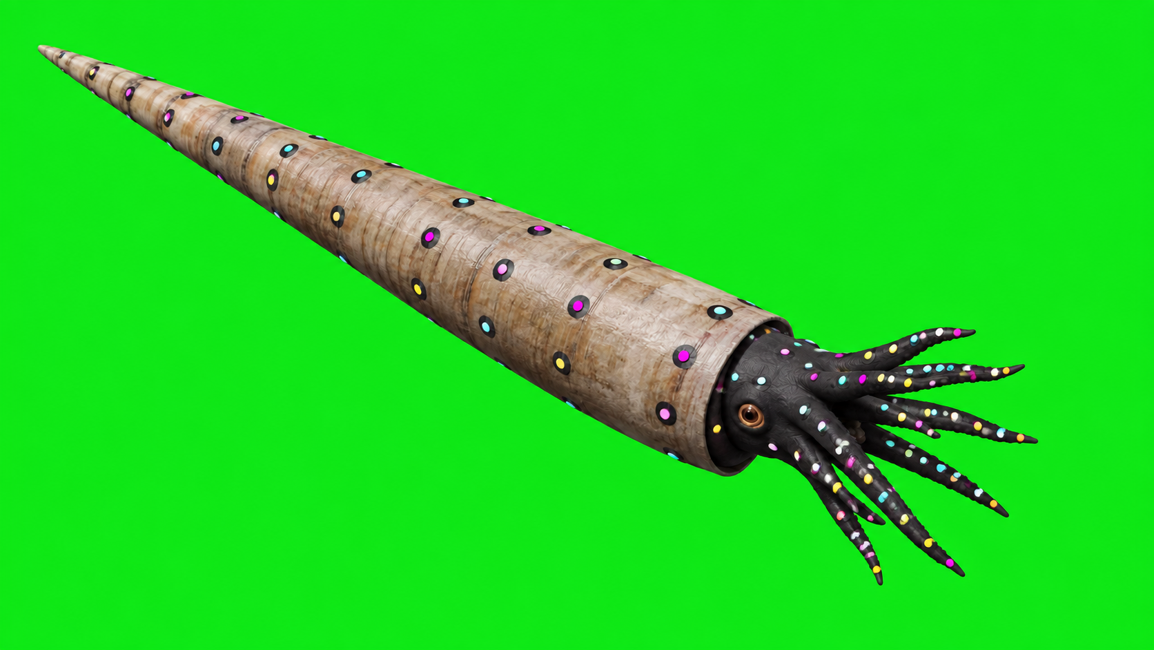 Cameroceras with a fitted tracking suit and colored markers on green.
