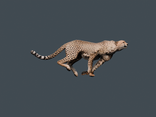 Preview of the reconstructed Acinonyx jubatus model.