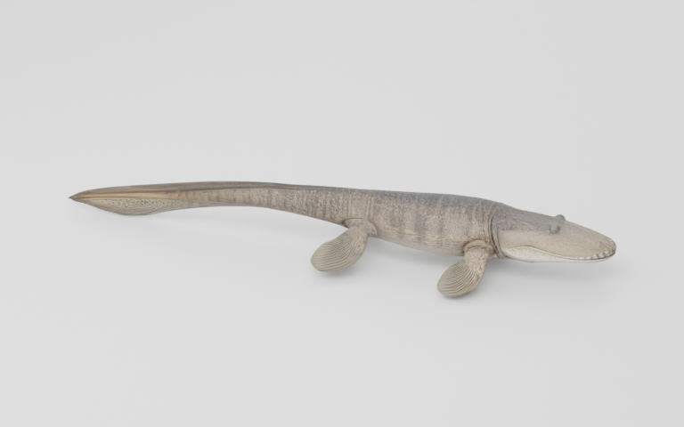 Preview of the reconstructed Tiktaalik roseae model.