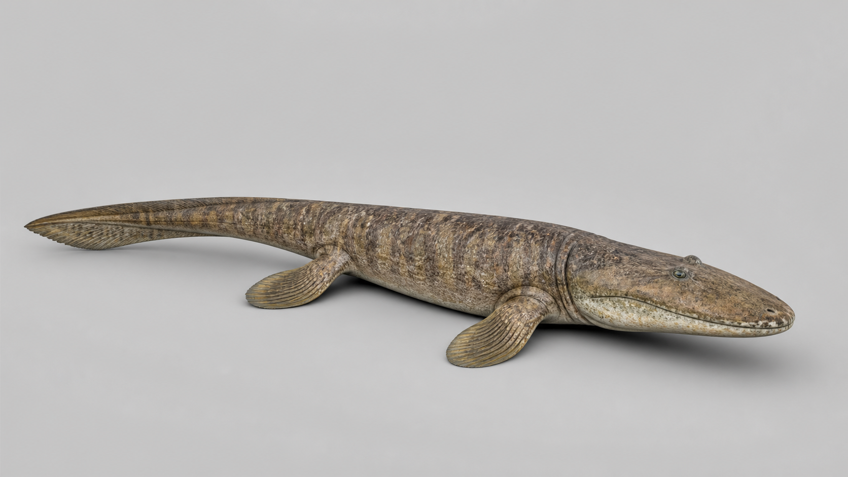 Tiktaalik roseae reconstruction.
